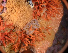 Botrylloides magnicoecus