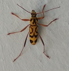 Chlorophorus annularis