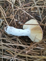 Russula capensis