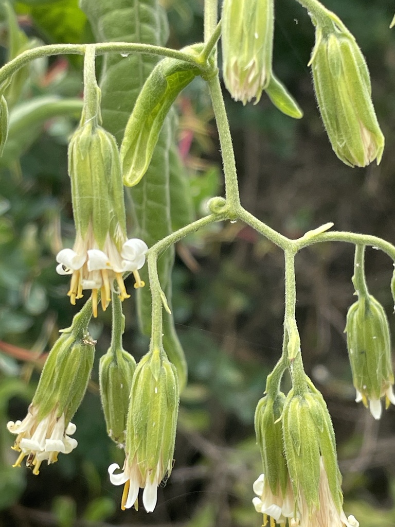 Trixis divaricata