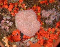 Aplidium flavolineatum
