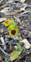 Ophrys lutea phryganae