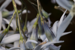 Amsonia illustris