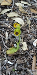 Ophrys lutea phryganae
