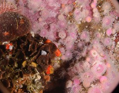 Chaperiopsis multifida