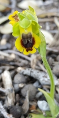 Ophrys lutea phryganae