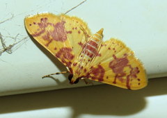 Conogethes haemactalis