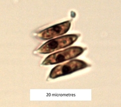 Scenedesmus
