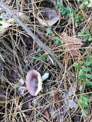 Russula capensis