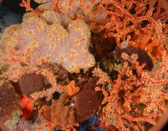 Botrylloides magnicoecus