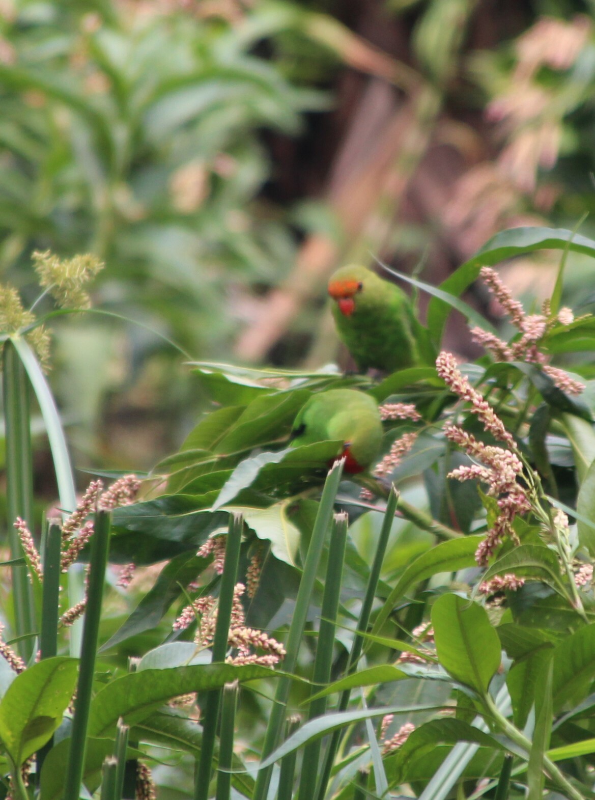 Black-winged Lovebird (Agapornis taranta), photo 2