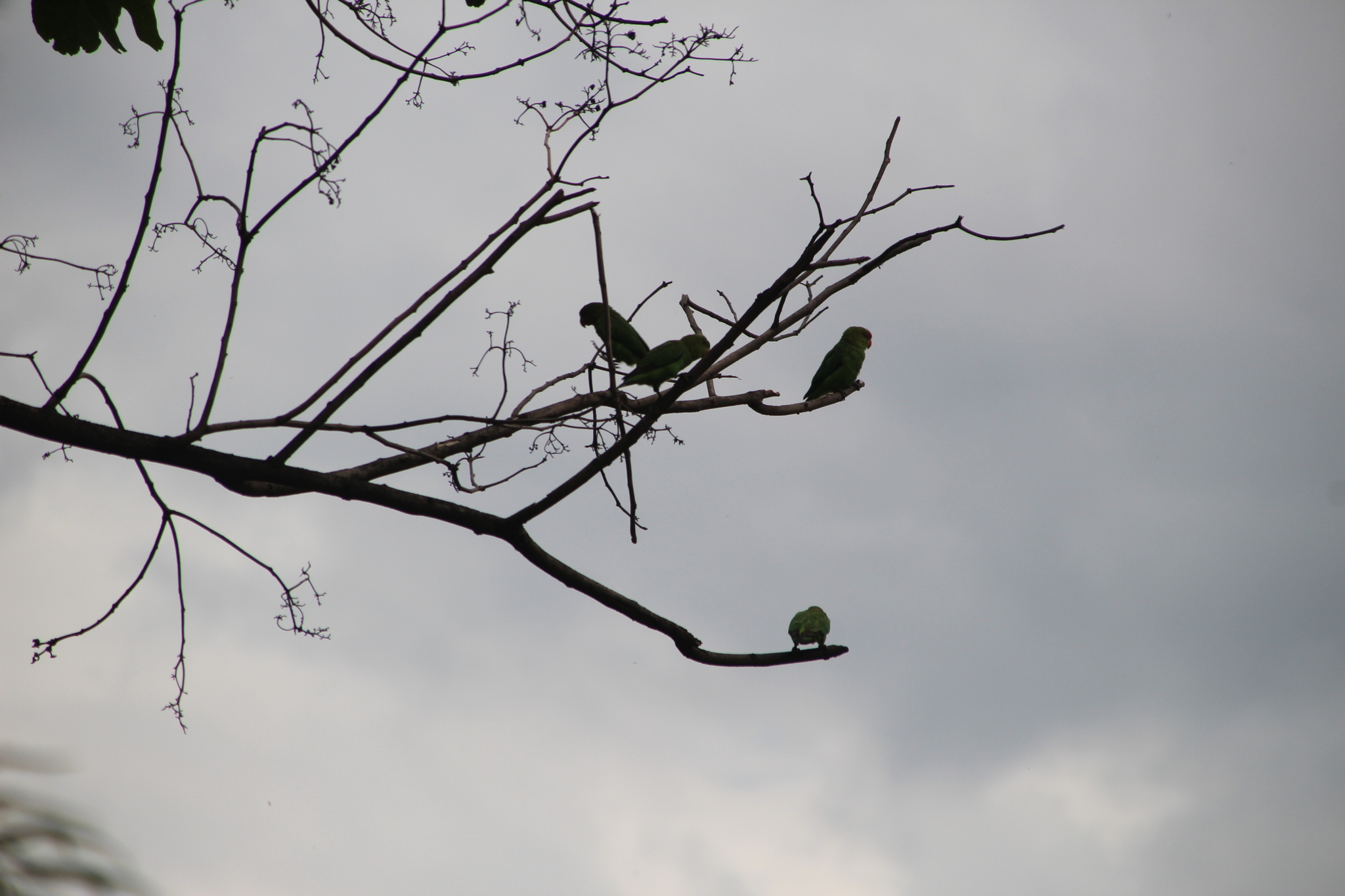 Black-winged Lovebird (Agapornis taranta), photo 3