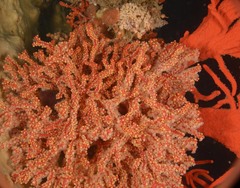 Melithaea rubra image