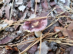 Russula capensis