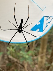 Nephila pilipes