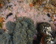 Virididentula dentata