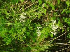 Valeriana officinalis