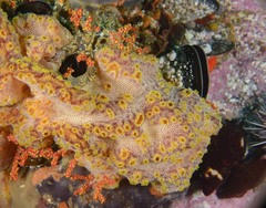 Botrylloides magnicoecus