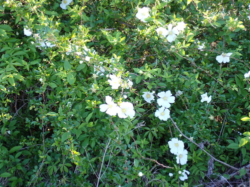 Image of Rosa laevigata by (c) Loopy30, some rights reserved (CC BY-SA)