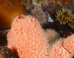 Aplidium flavolineatum