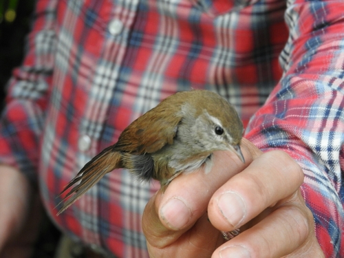 Cettia cetti