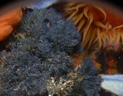 Virididentula dentata