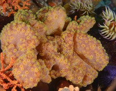 Botrylloides magnicoecus