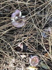 Russula capensis