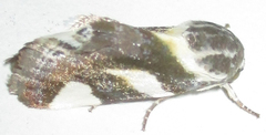 Acontia trimaculata