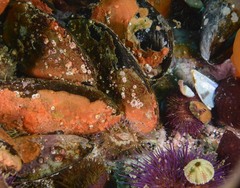 Choromytilus meridionalis