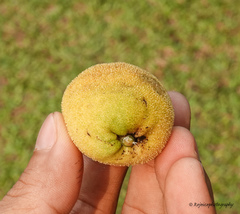 Artocarpus lacucha