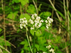 Valeriana officinalis