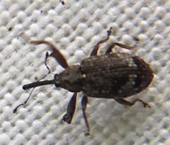 Anthonomus pomorum