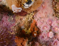 Turbicellepora