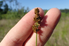 Carex fissa