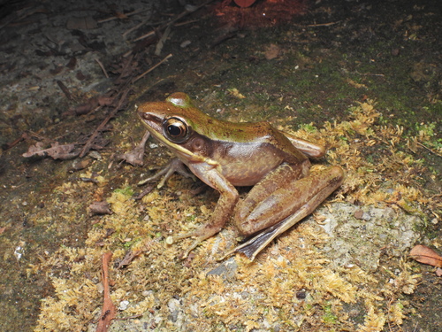 Odorrana livida observed 2024-03-29