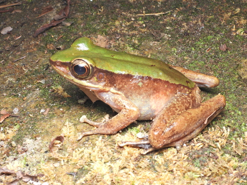 Odorrana livida observed 2024-03-29