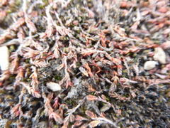 Crassula sinclairii