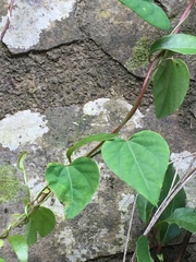 Pericampylus glaucus