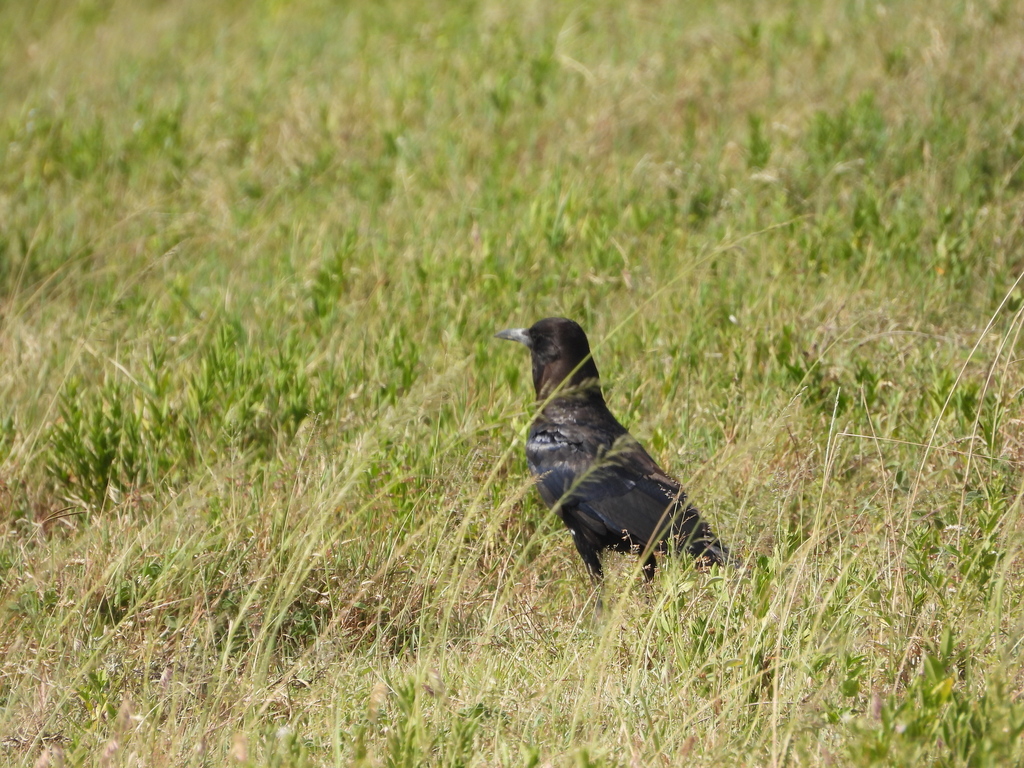 Cape Crow from Itilima, Serengeti National Park, TZ-SI, TZ on March 26 ...