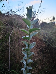 Podalyria sericea