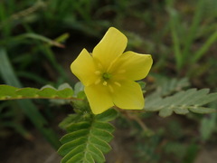 Tribulus taiwanense