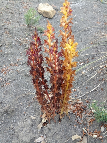 Image of Orobanche variegata by (c) Karim Haddad, some rights reserved (CC BY)