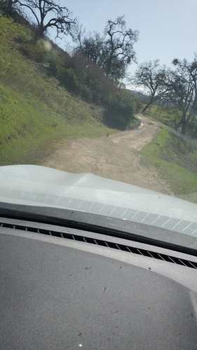 iNaturalist observation photo of Bobcat