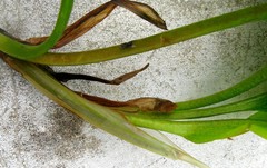 Potamogeton gramineus