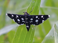 Bocchoris inspersalis
