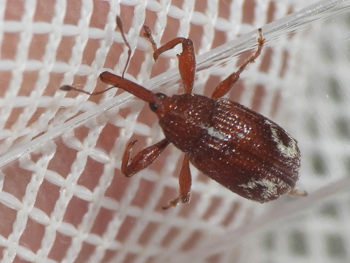Red Winecup Weevil photo 4