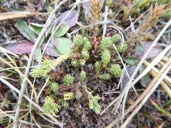 Kelleria laxa
