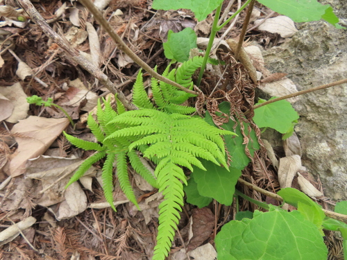 Image of Pelazoneuron ovatum by (c) Eric Schmidt, some rights reserved (CC BY)