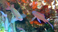 Anthias anthias
